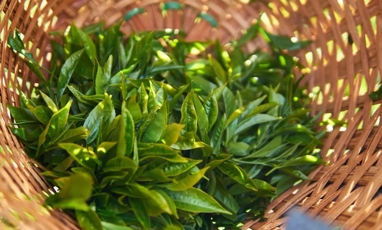 Freshly harvested tea leaves in a traditional basket