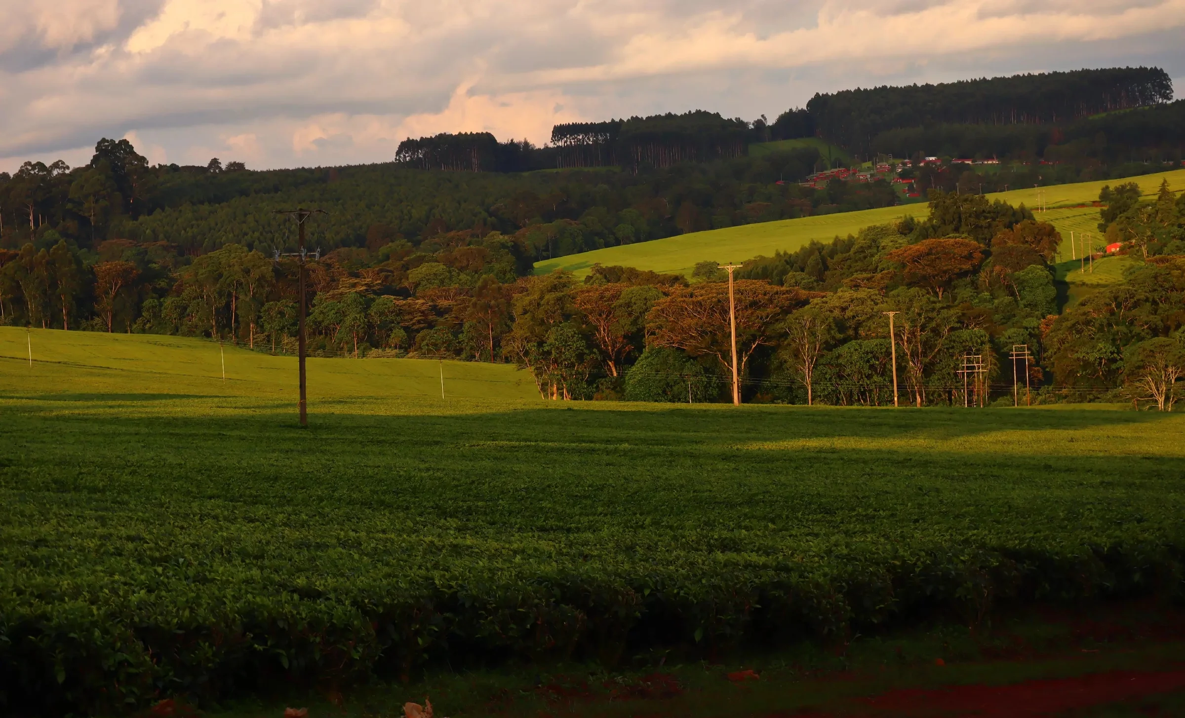 Tea fields at golden hour in Gatanga